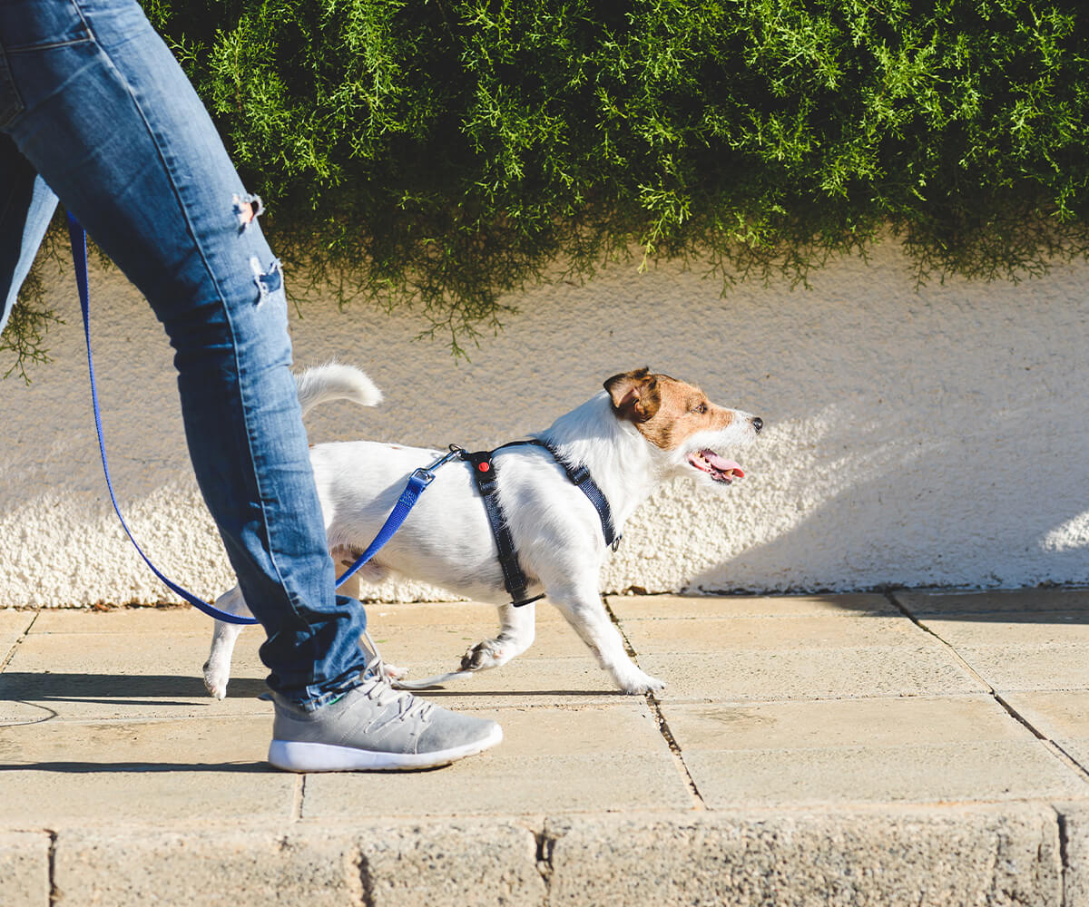 Image of a pet